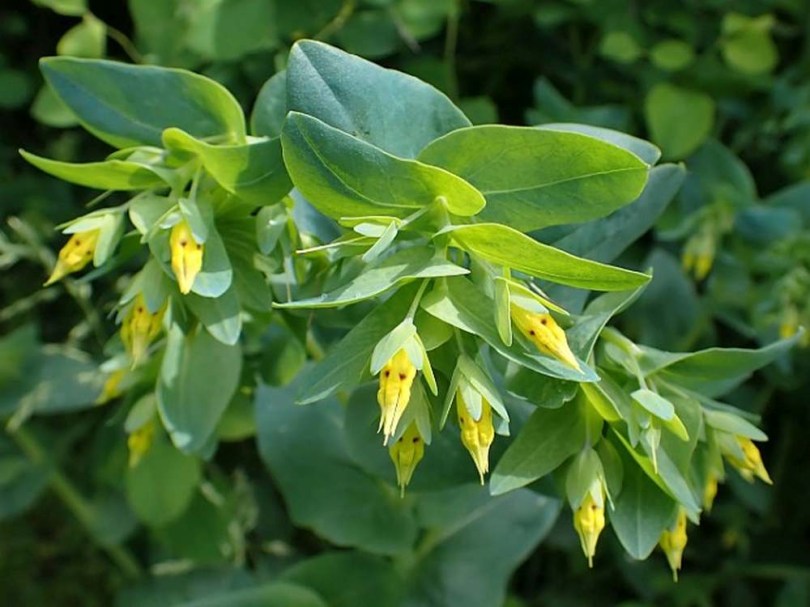 Szeplőlapu - Cerinthe minor, Cerinthe minor, etnobotanika